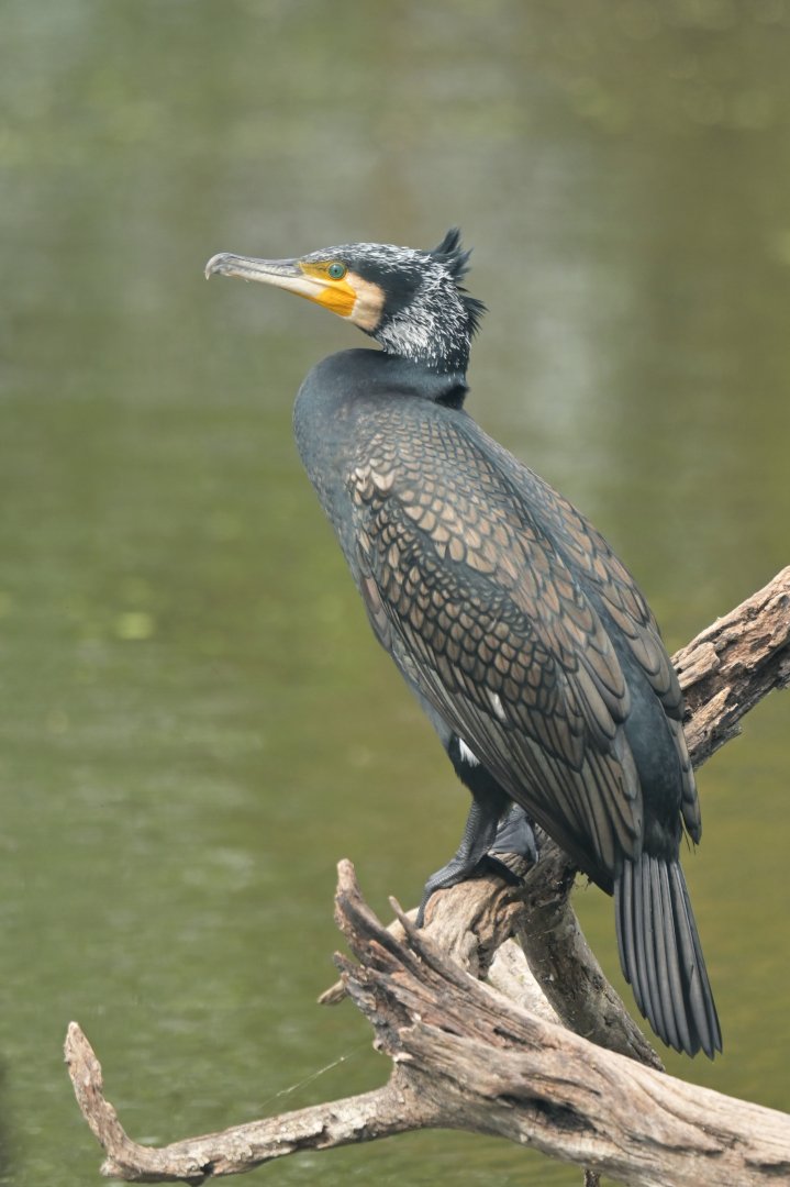 Great Cormorant Phalacrocorax carbo