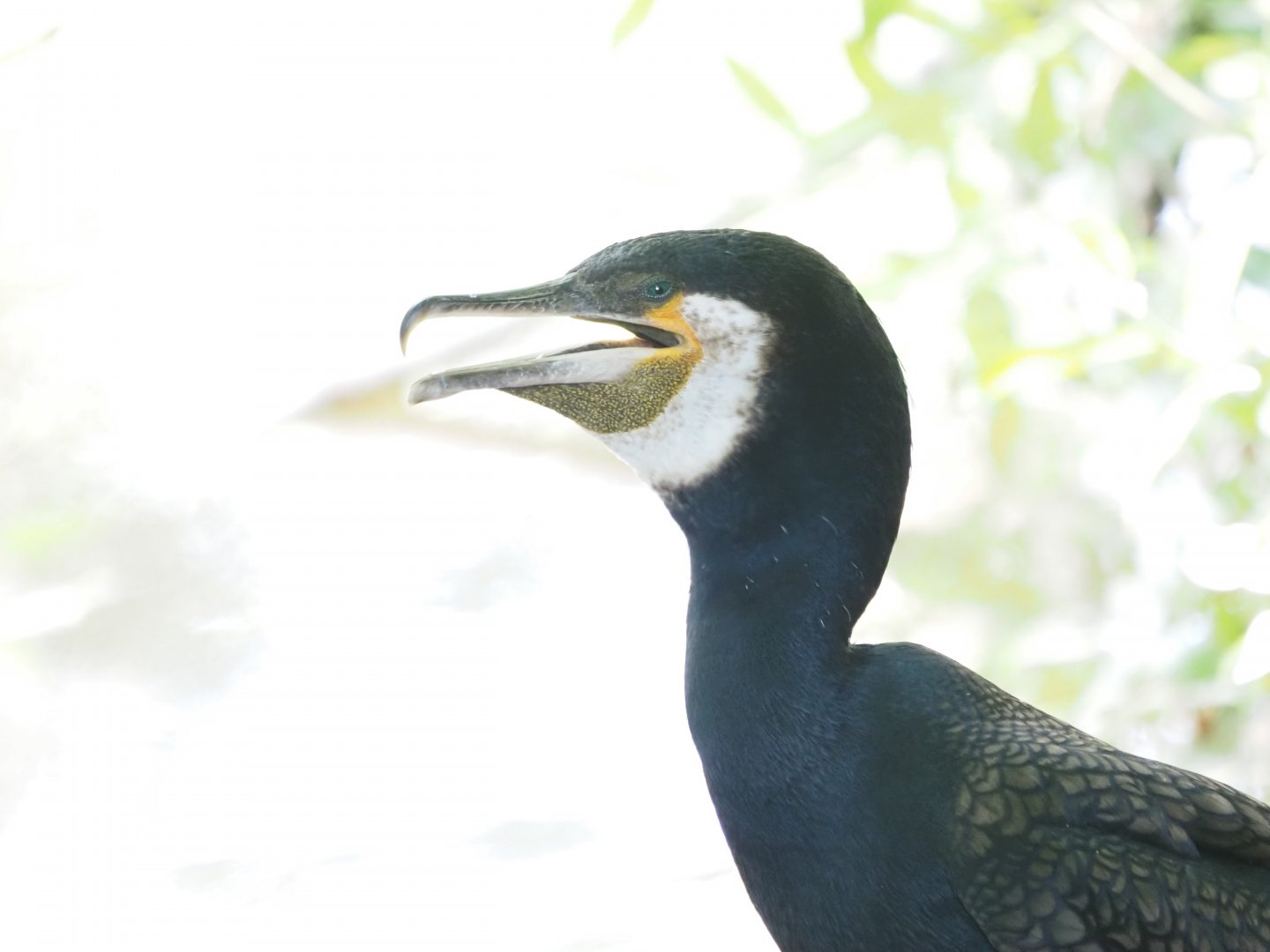 Great Cormorant (Wild)
