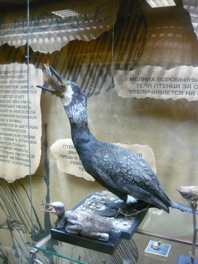 Great cormorant with chick