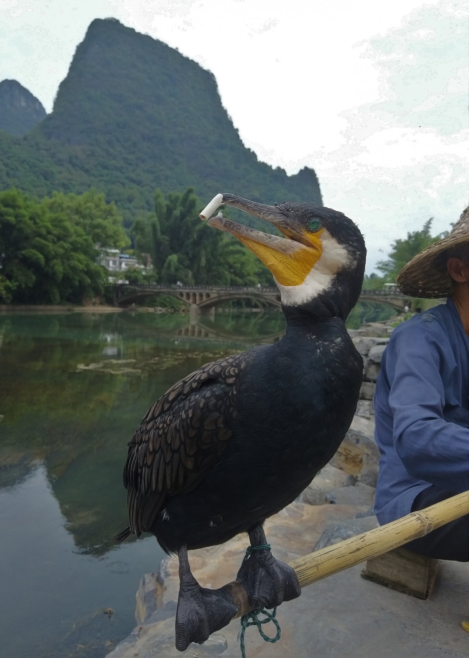 Great Cormorant, Xingping