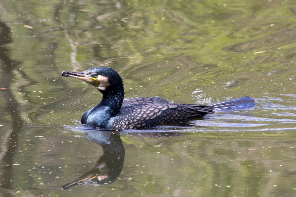 Great Cormorant
