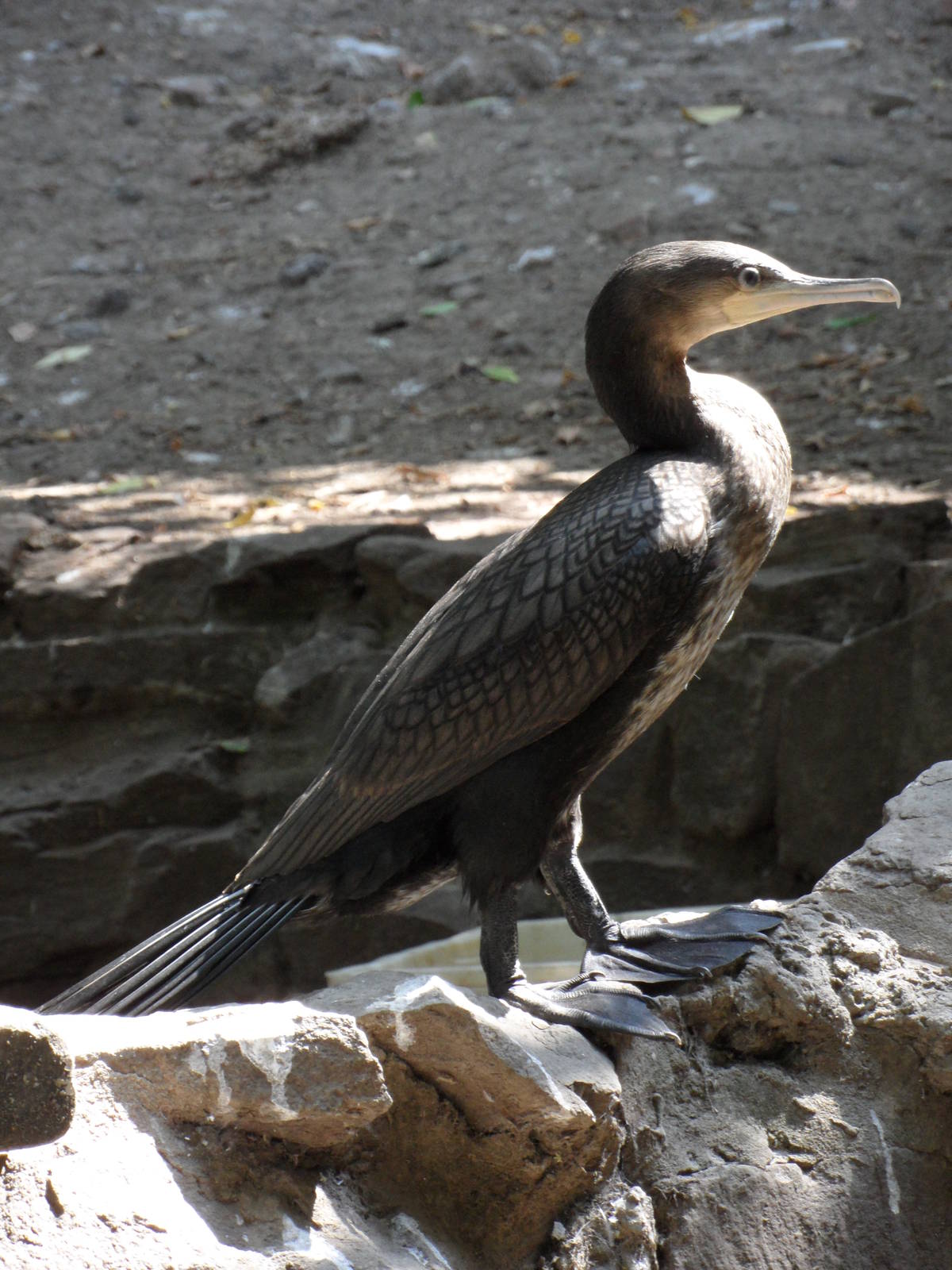 Great cormorant