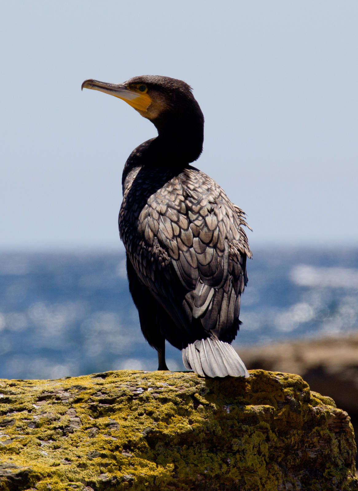 Great Cormorant
