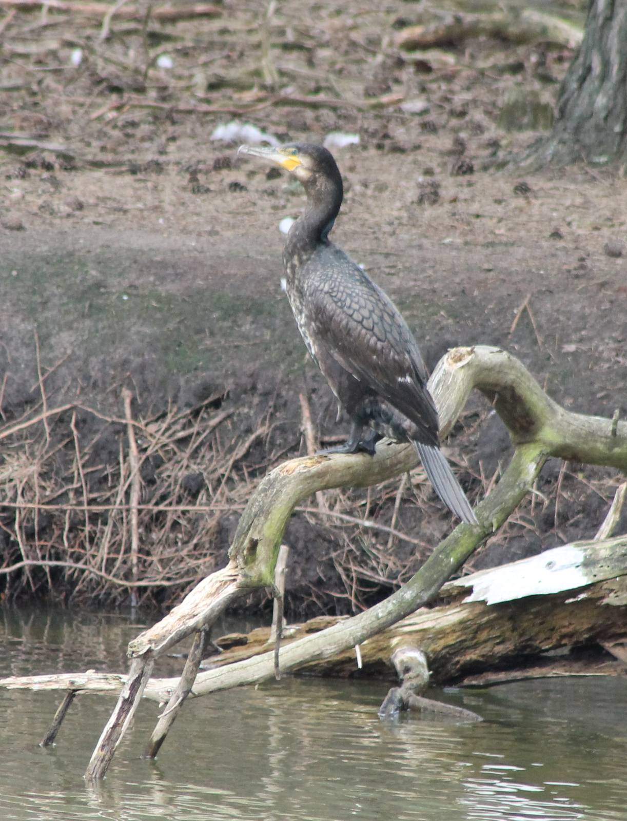 Great cormorant