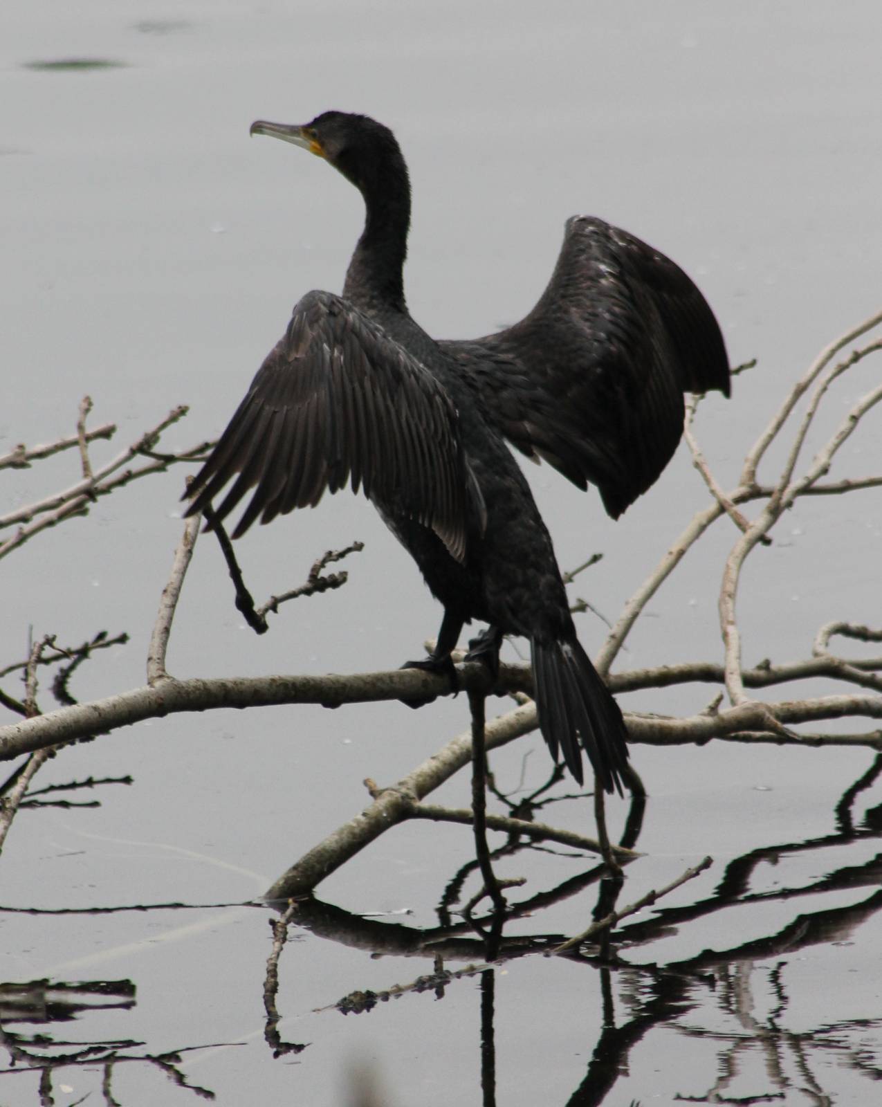 Great cormorant