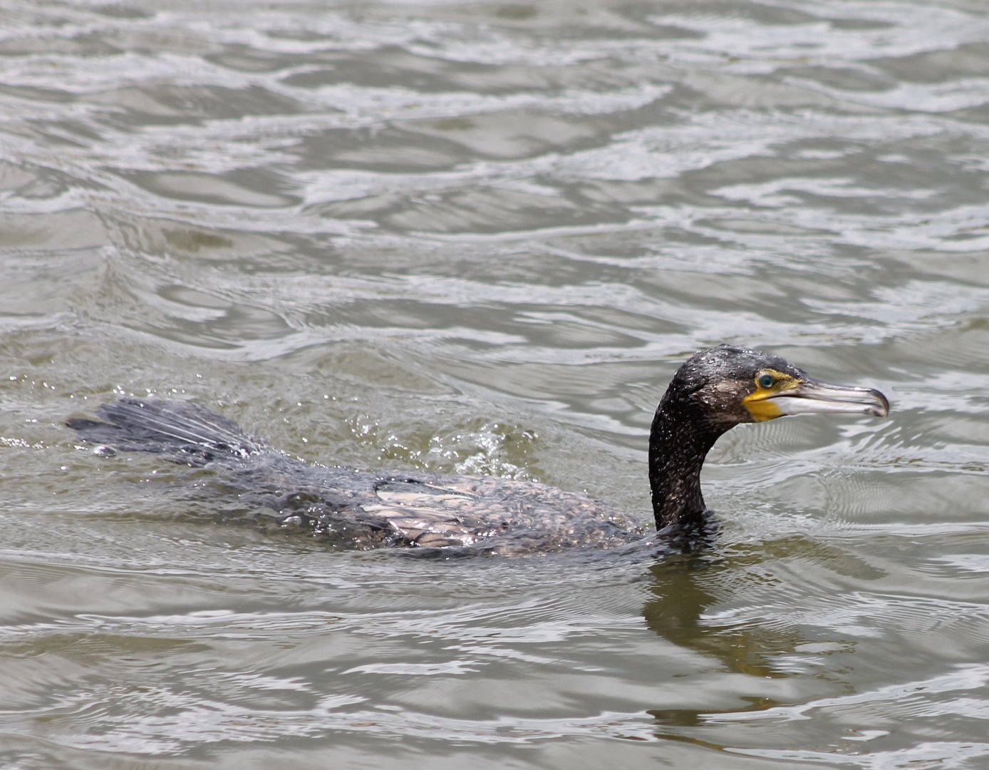 Great cormorant