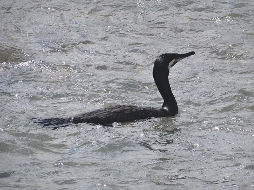Great cormorant.