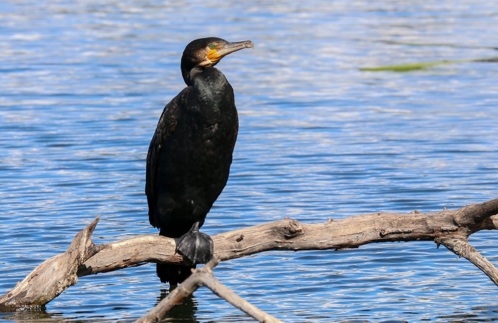 Great Cormorant