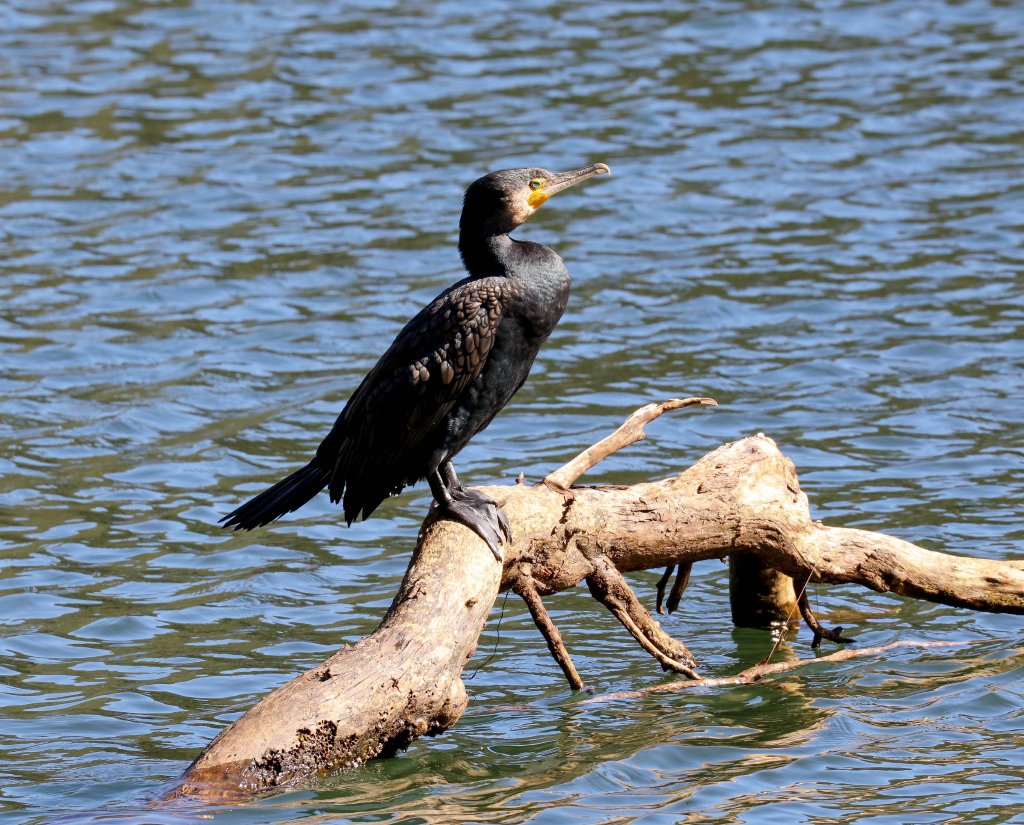 Great Cormorant