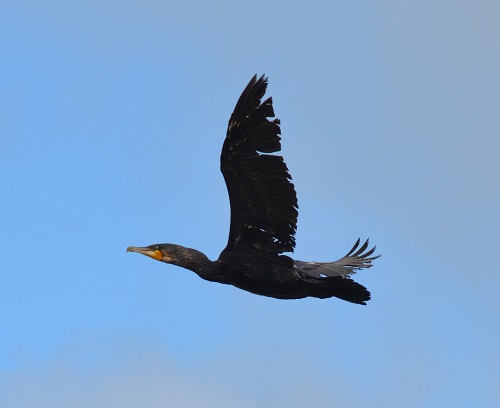 Great cormorant
