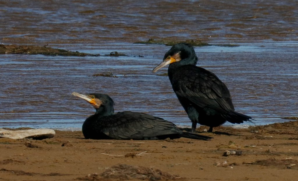 Great Cormorant