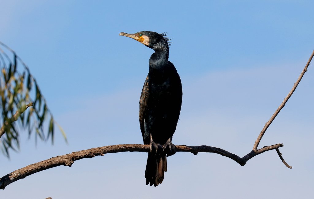 Great Cormorant