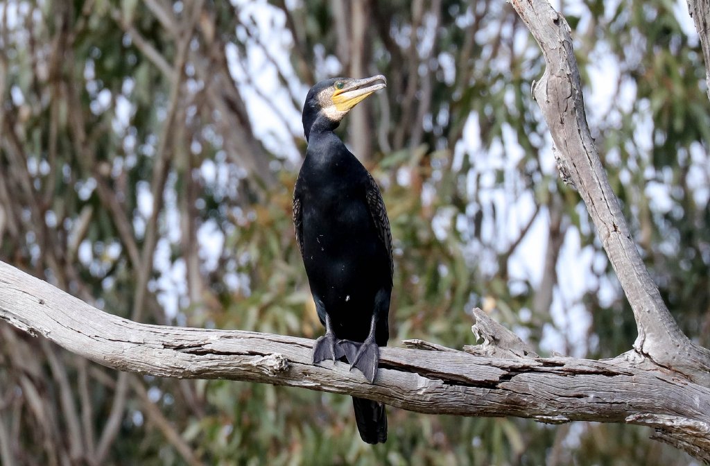 Great Cormorant