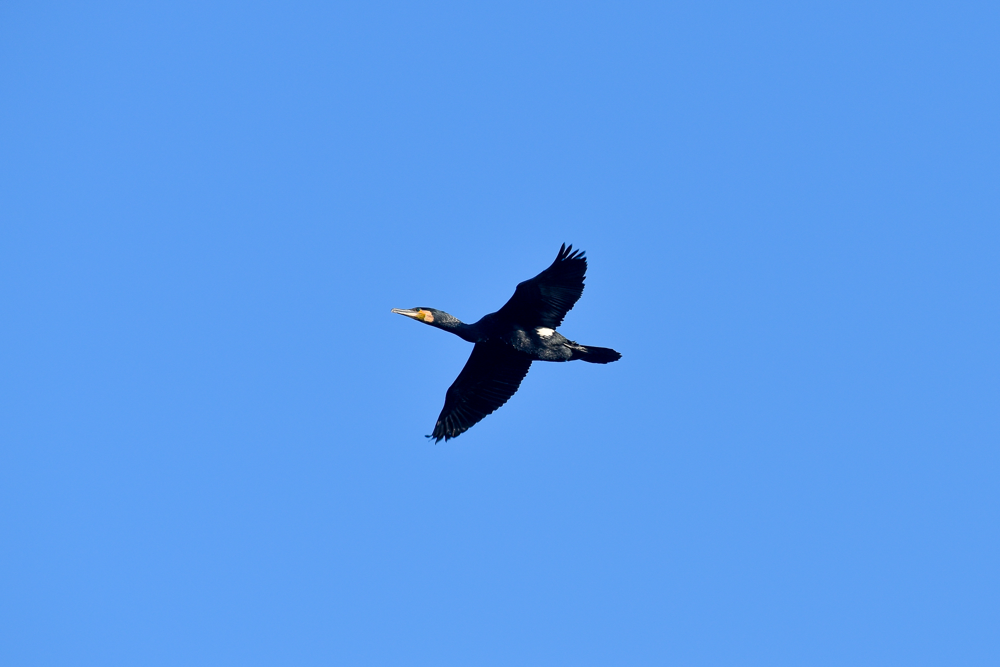 Great Cormorant