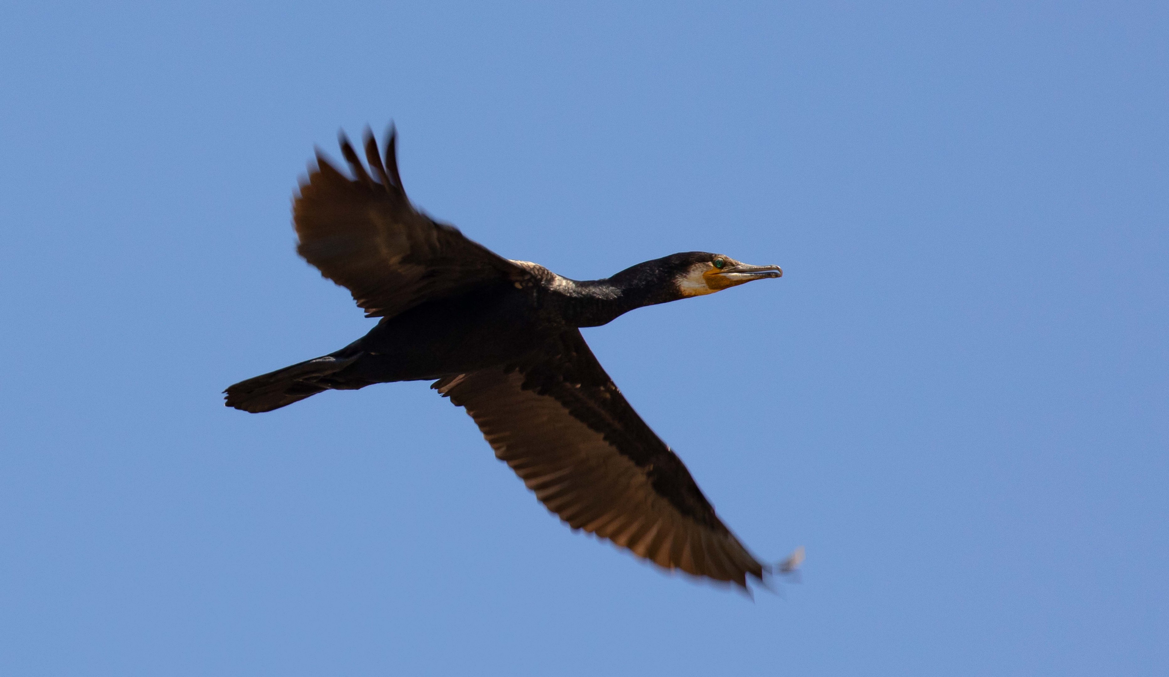 Great Cormorant