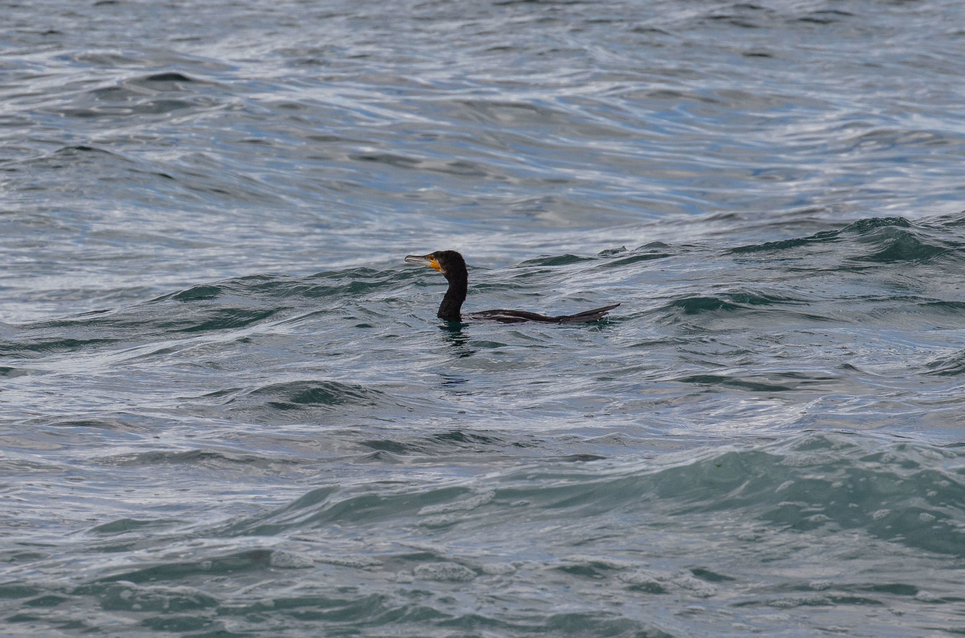 Great Cormorant
