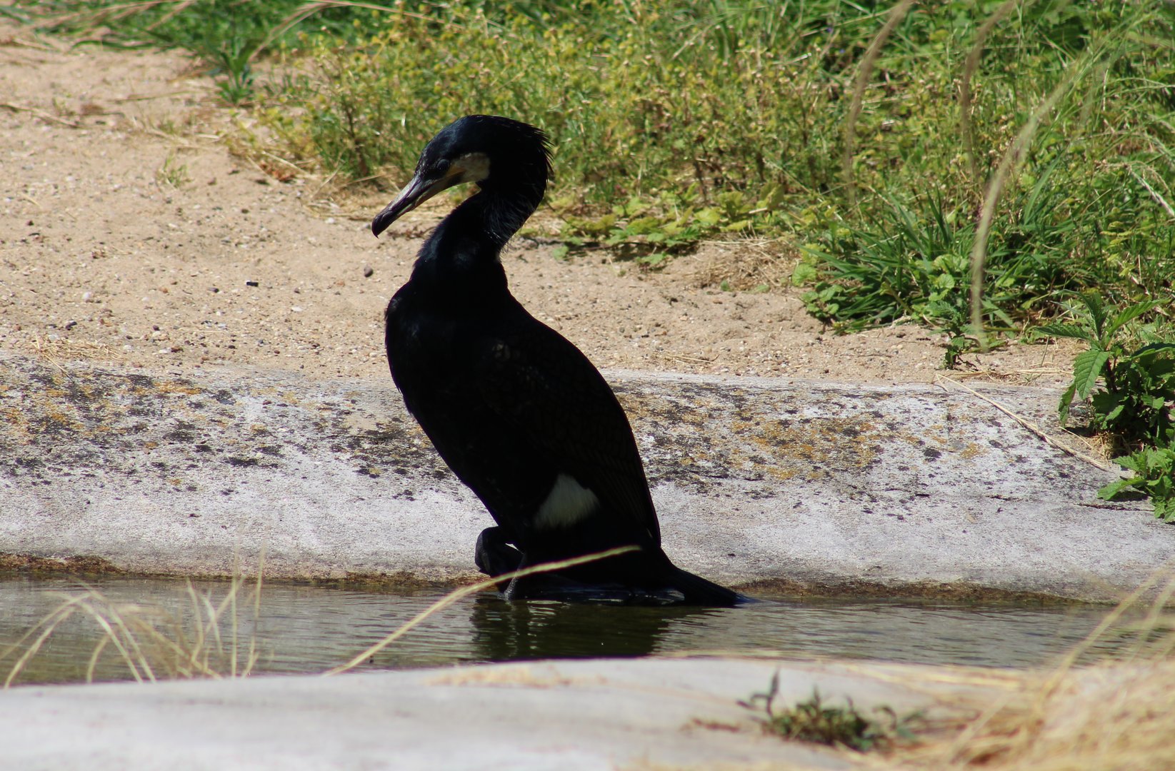 Great cormorant