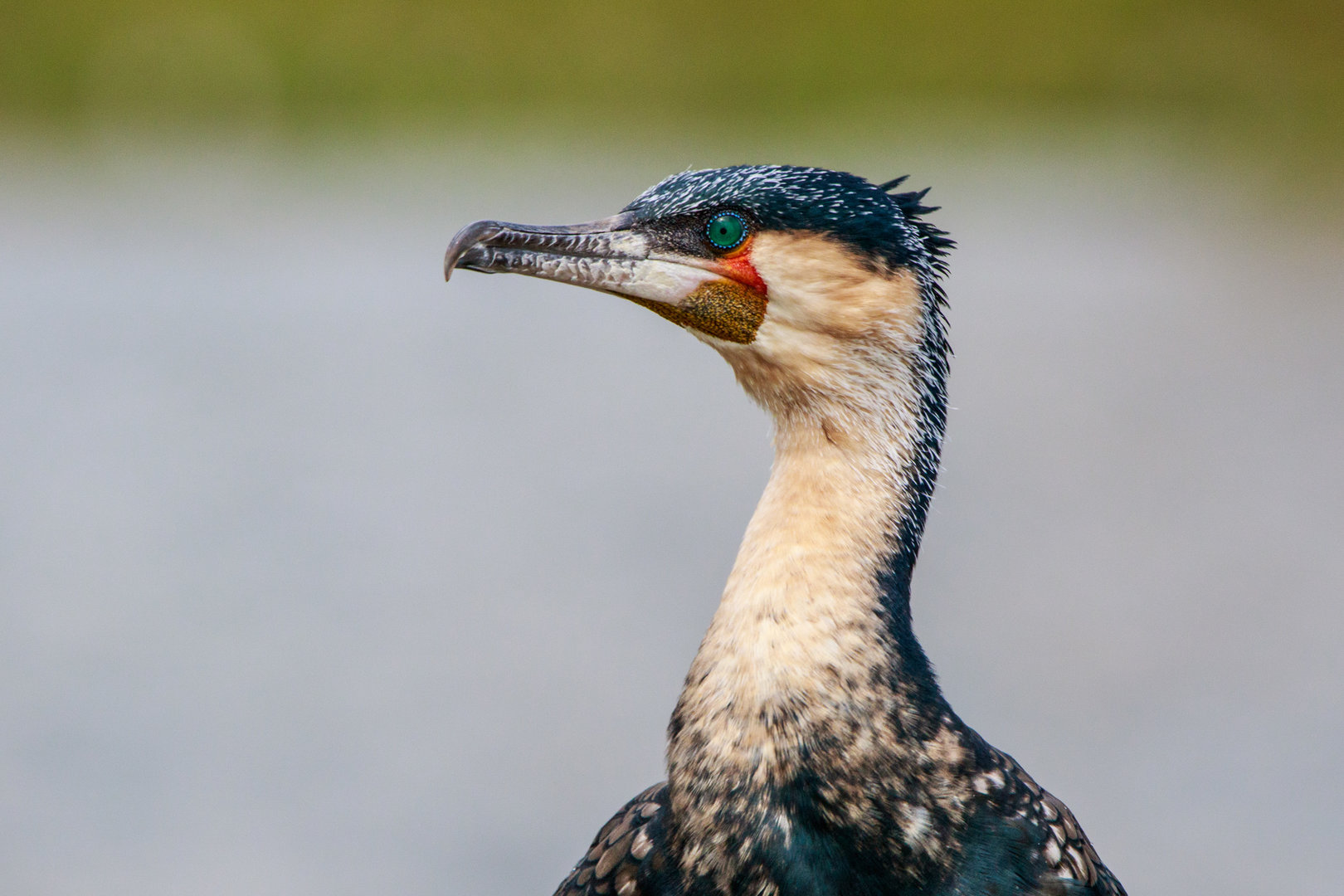 Great Cormorant