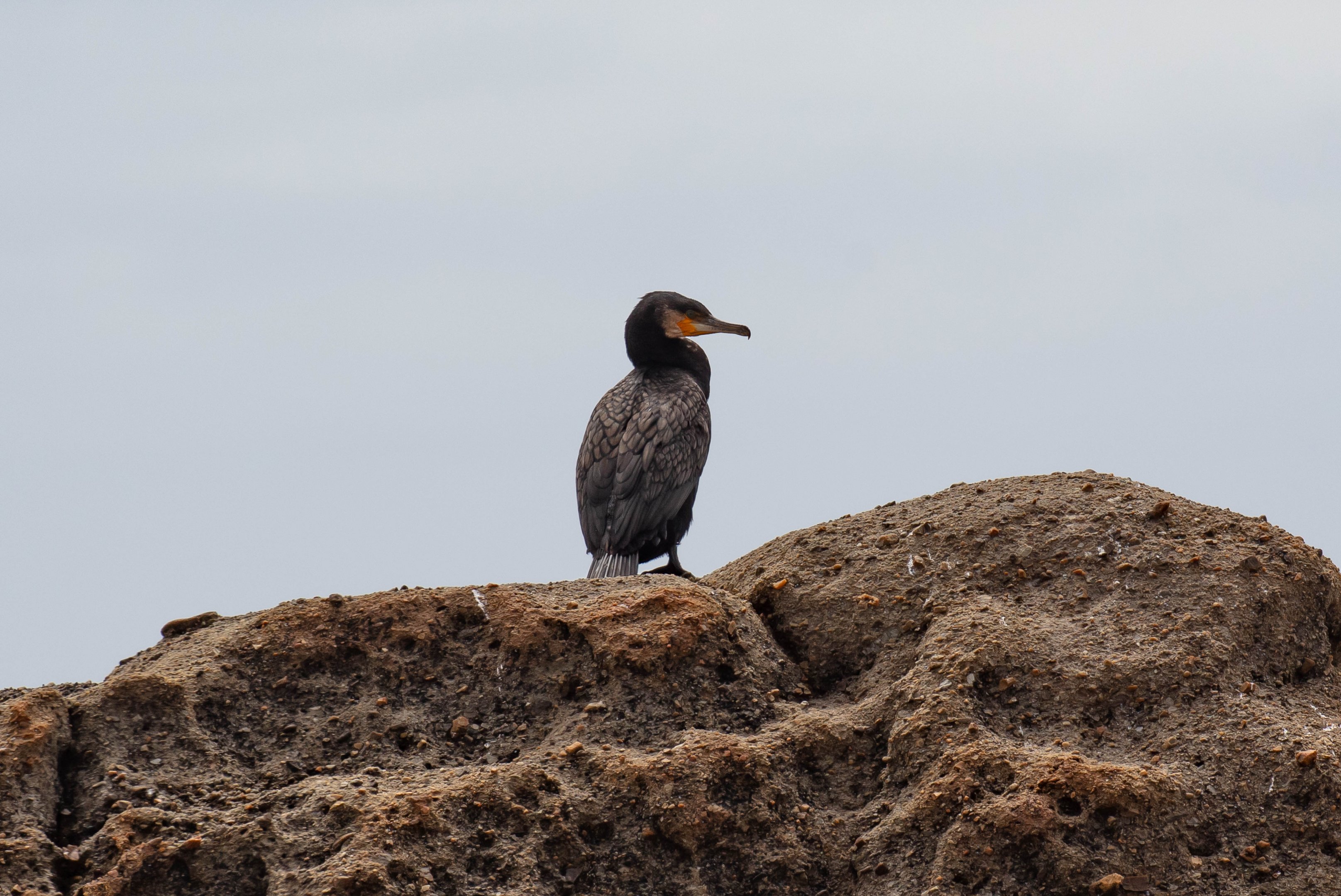 Great Cormorant