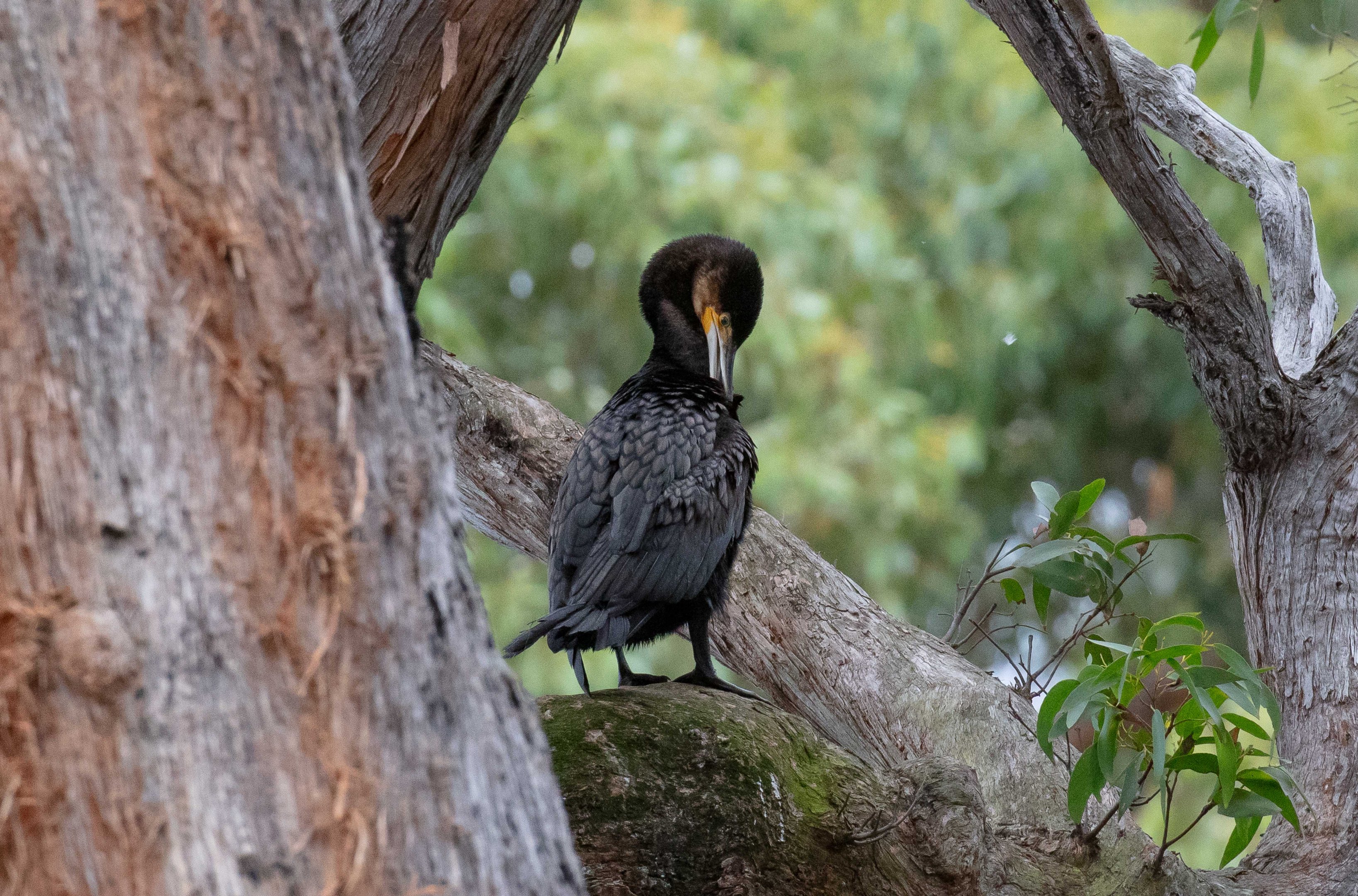 Great Cormorant