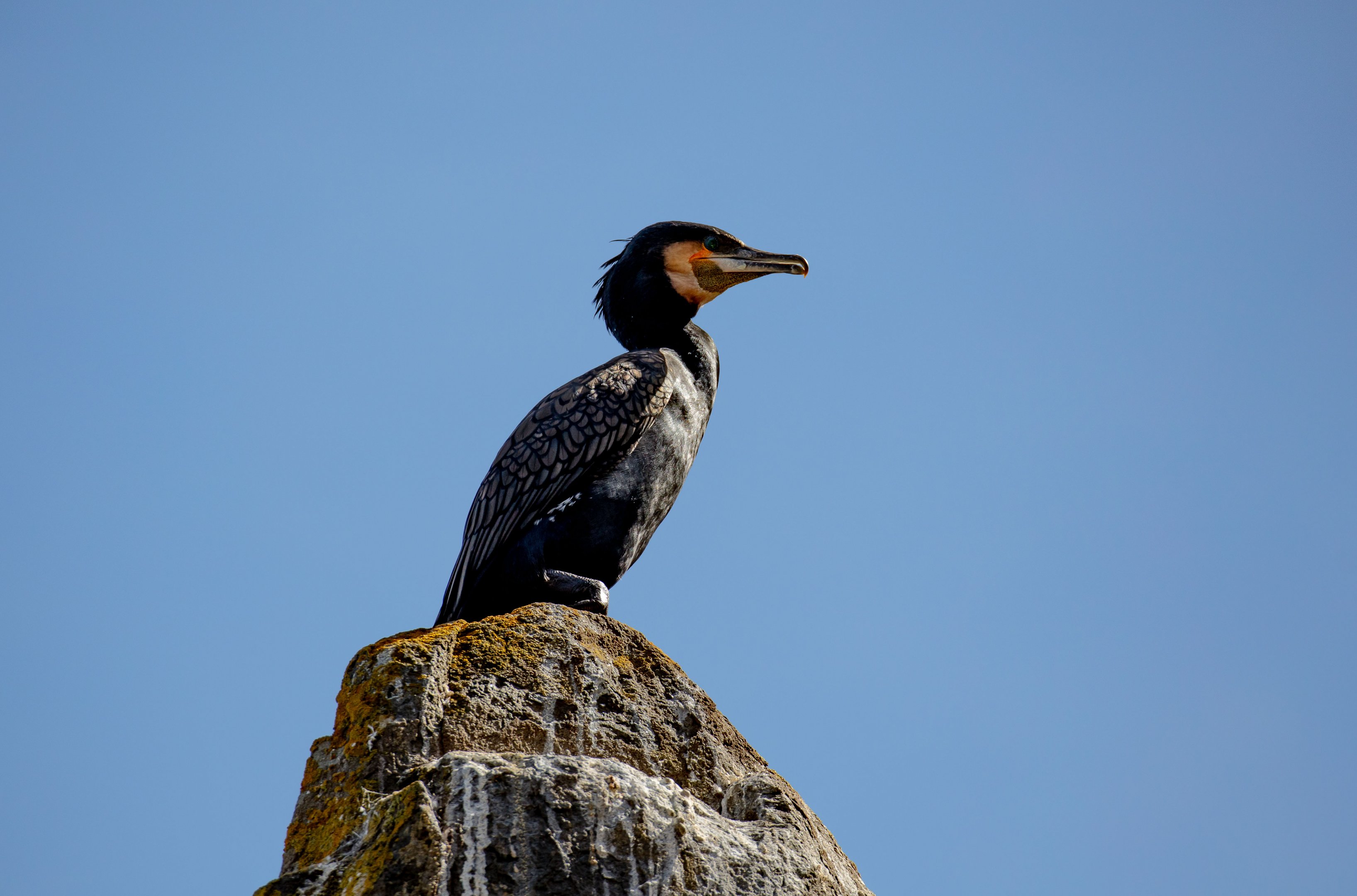 Great Cormorant