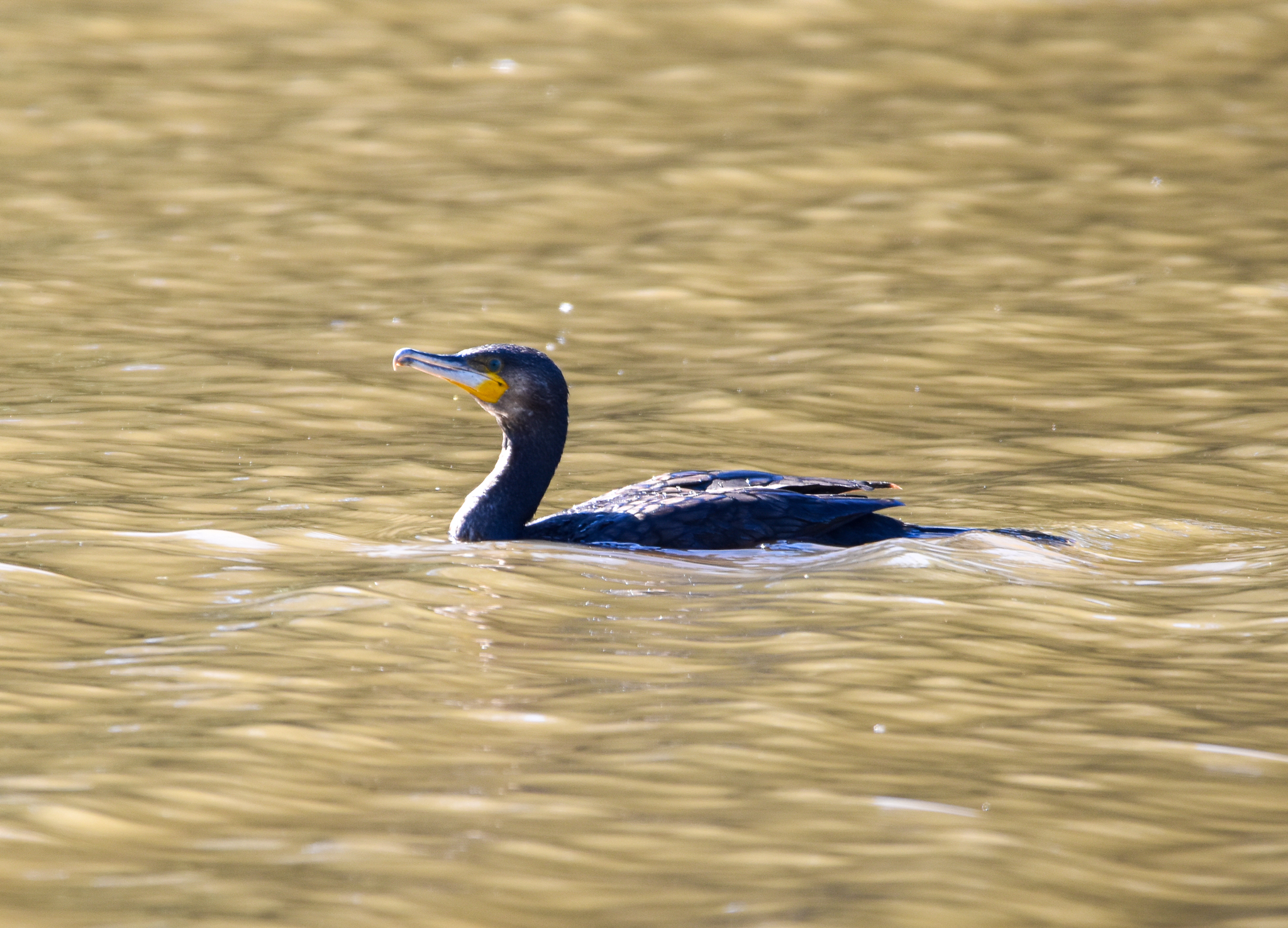 Great Cormorant
