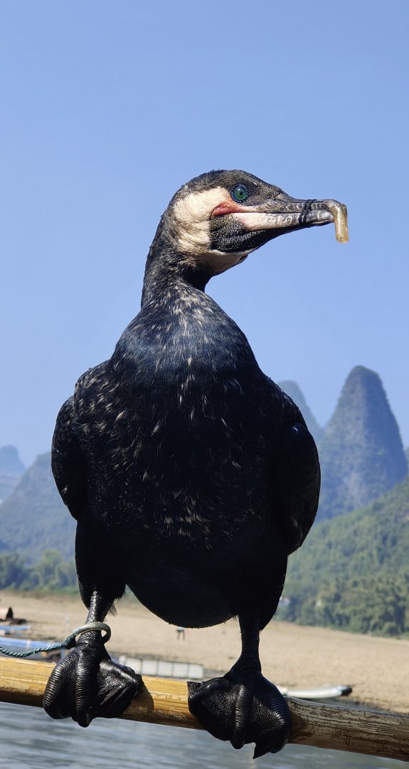 Great Cormorant