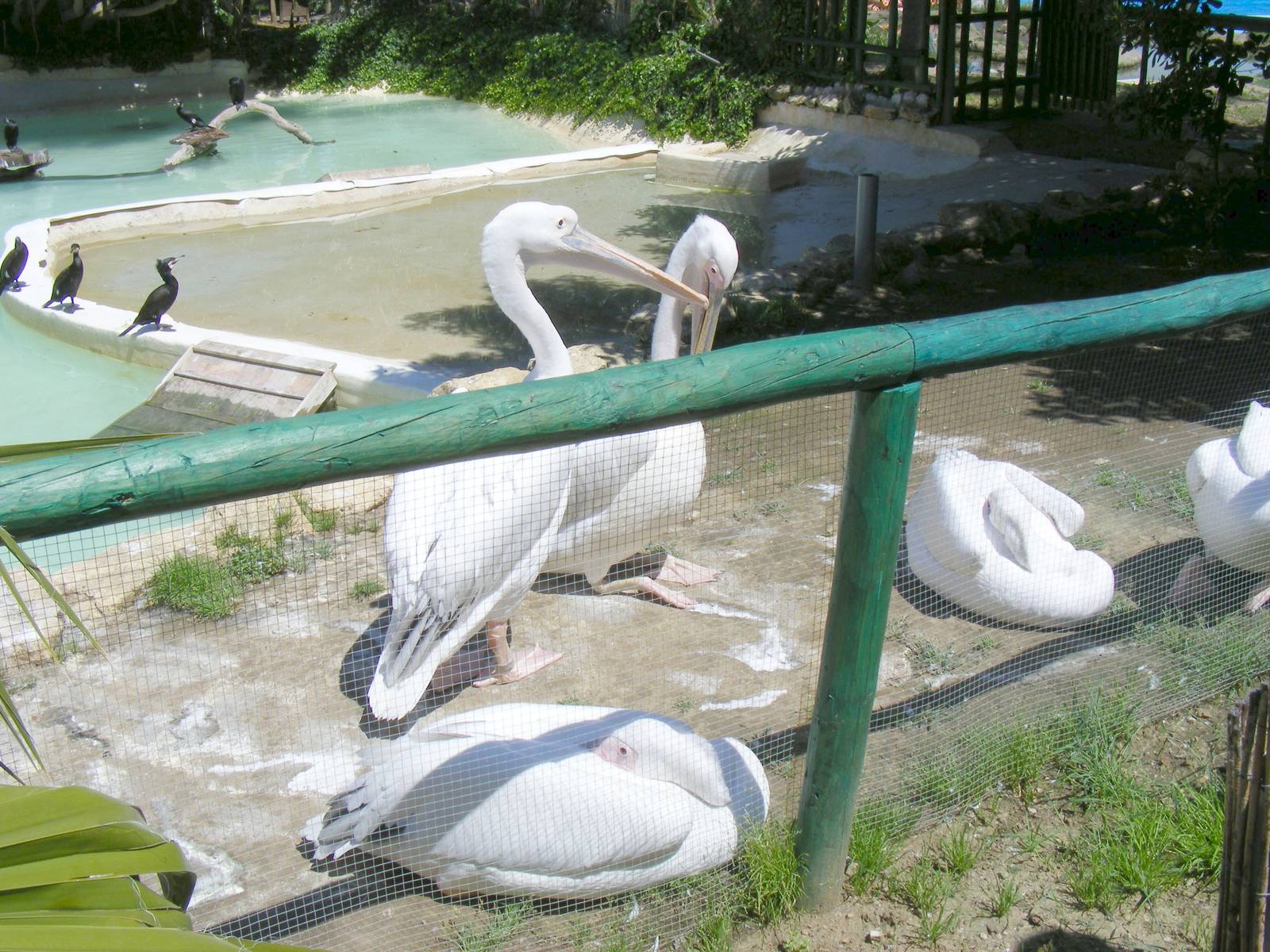Great cormorants and pelicans at Selwo Marina, 2 May 2009
