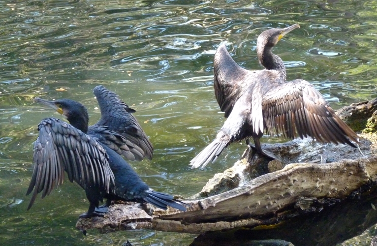 Great cormorants (Phalacrocorax carbo) (wild)