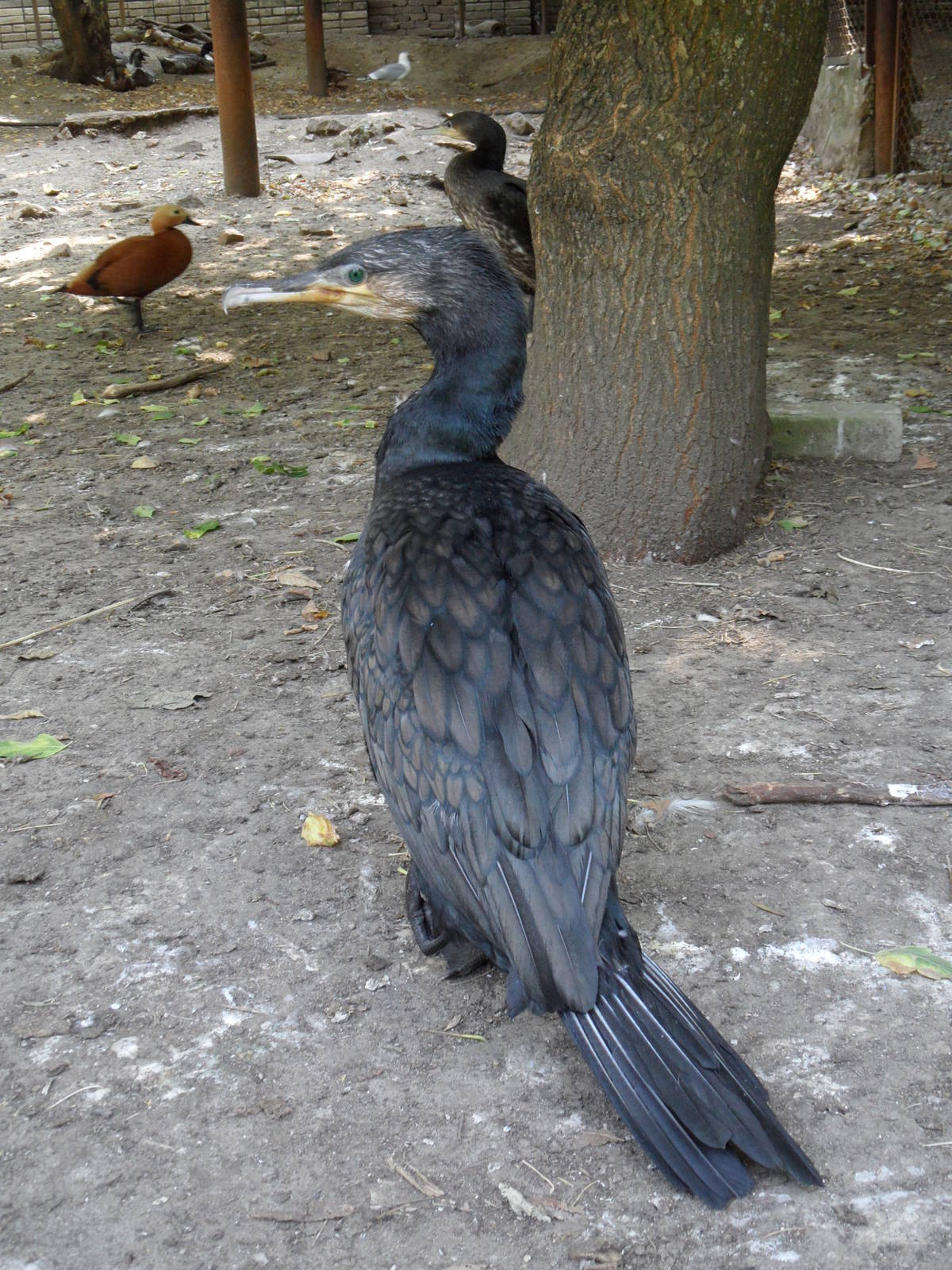 Great cormorants, ruddy shelduck, mallards, somewhat gull