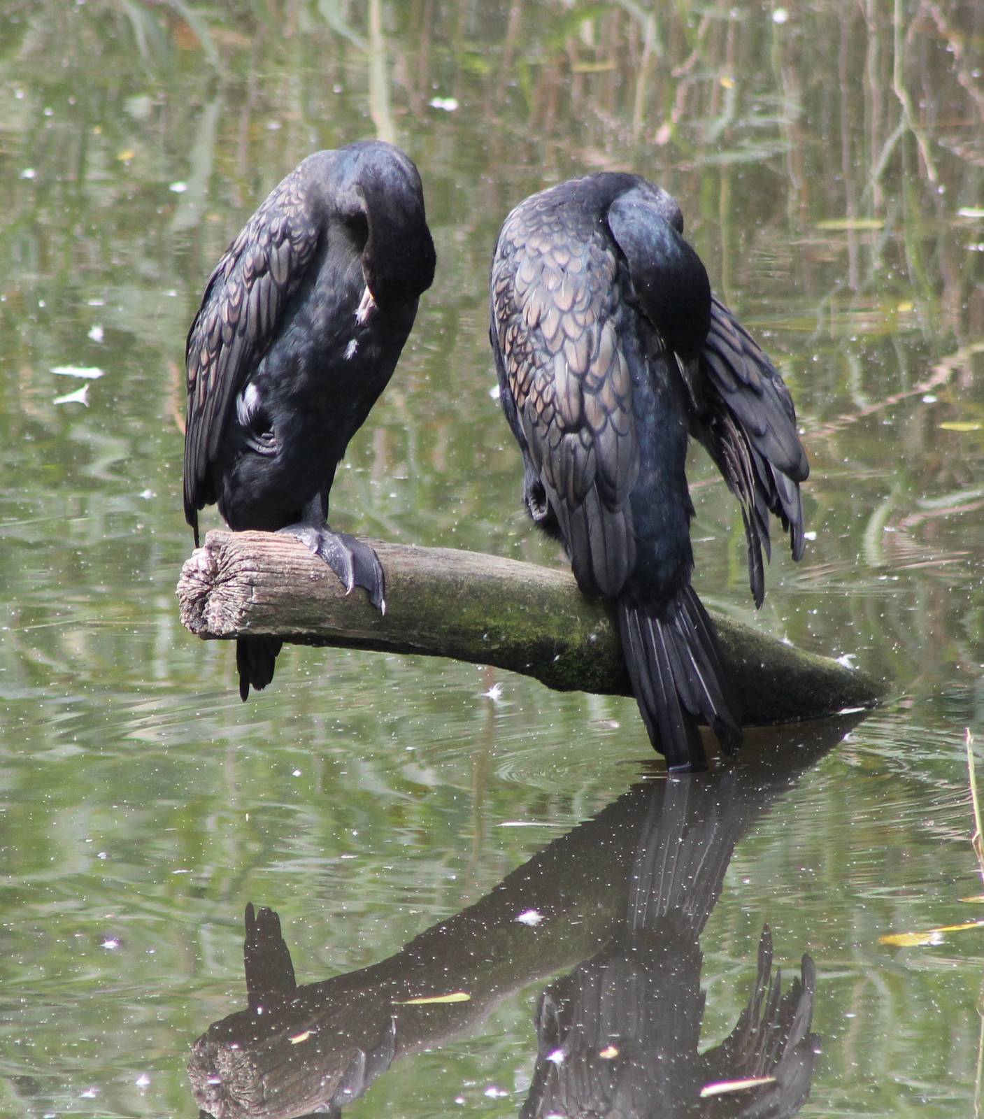 Great cormorants