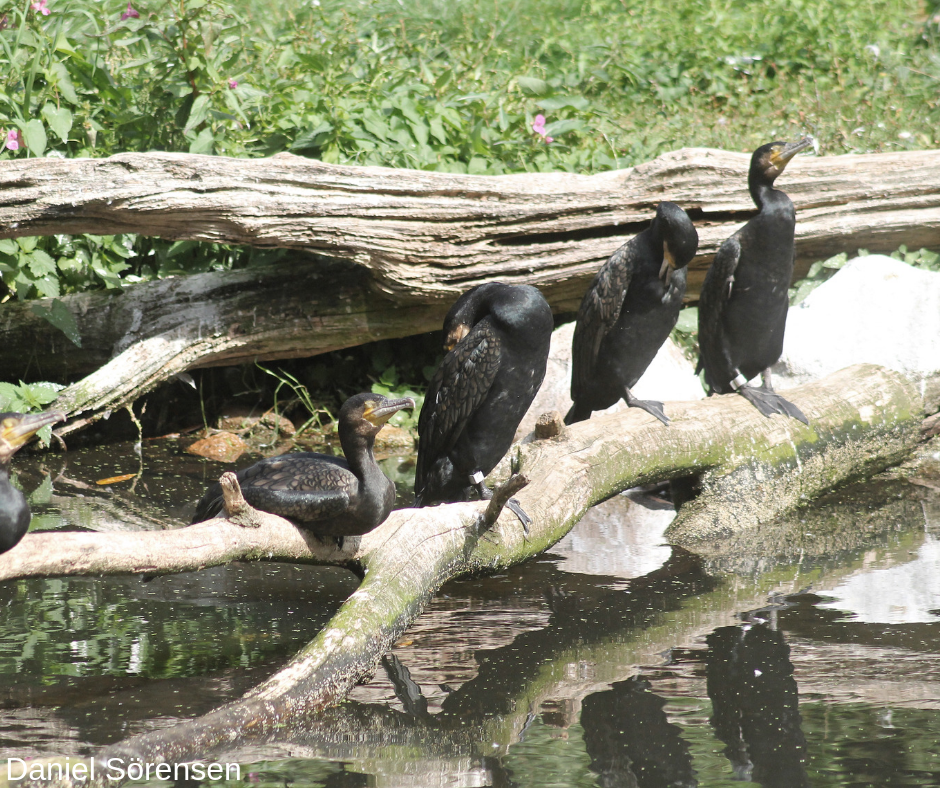 Great cormorants