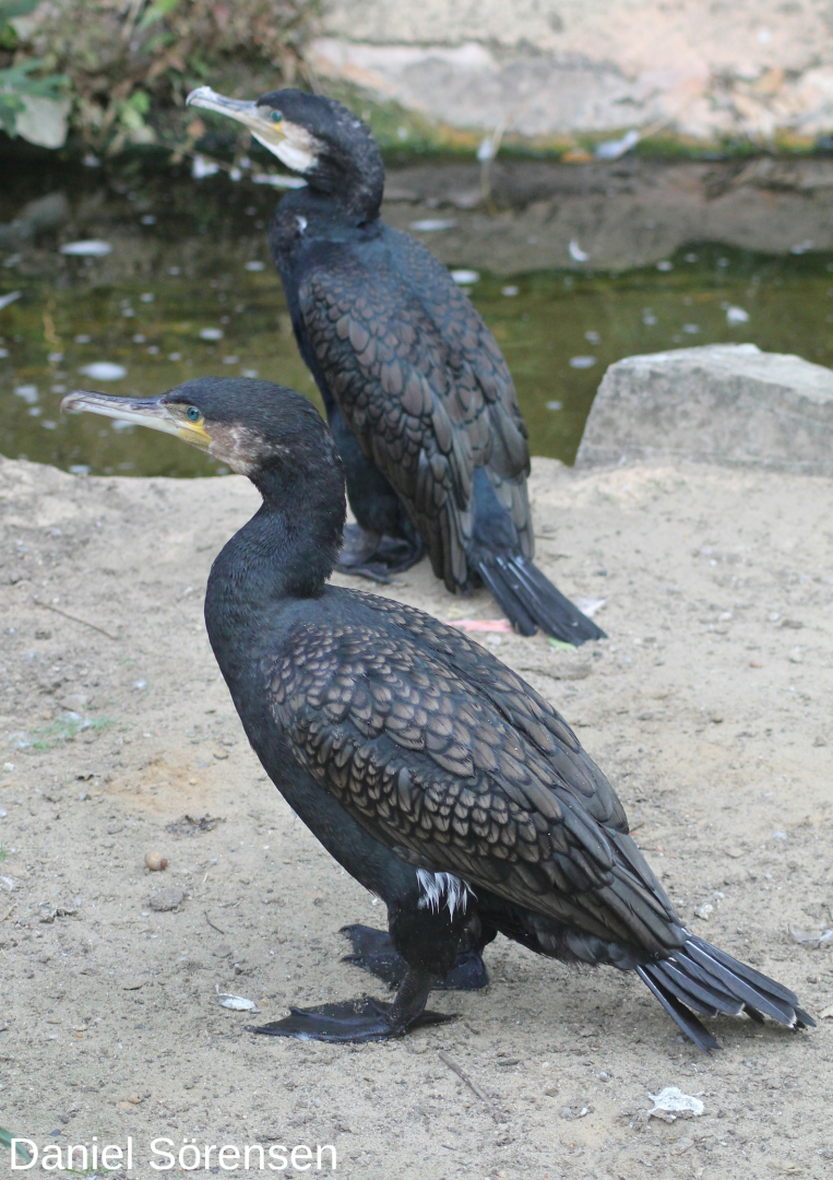 Great cormorants