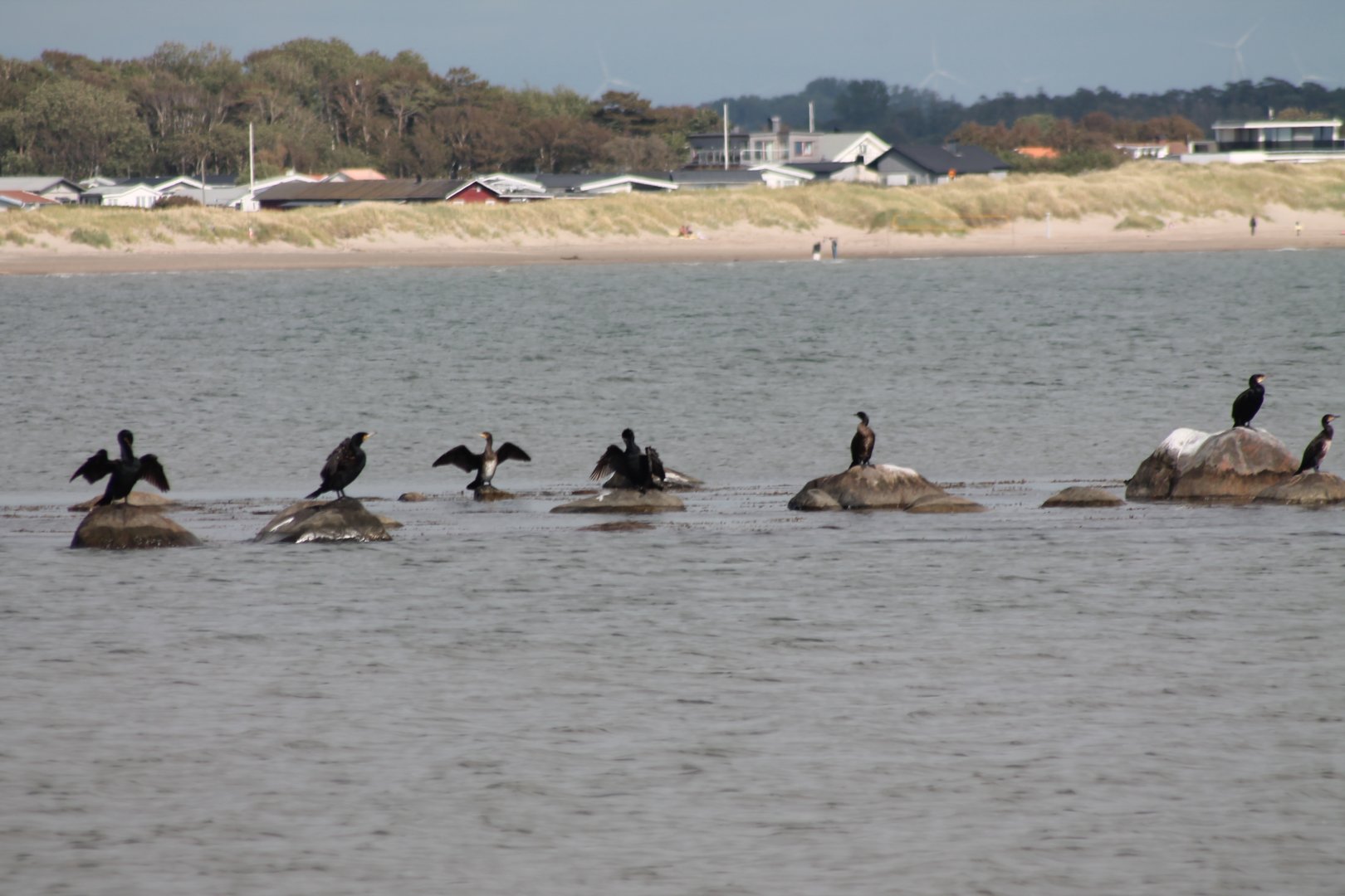 Great Cormorants
