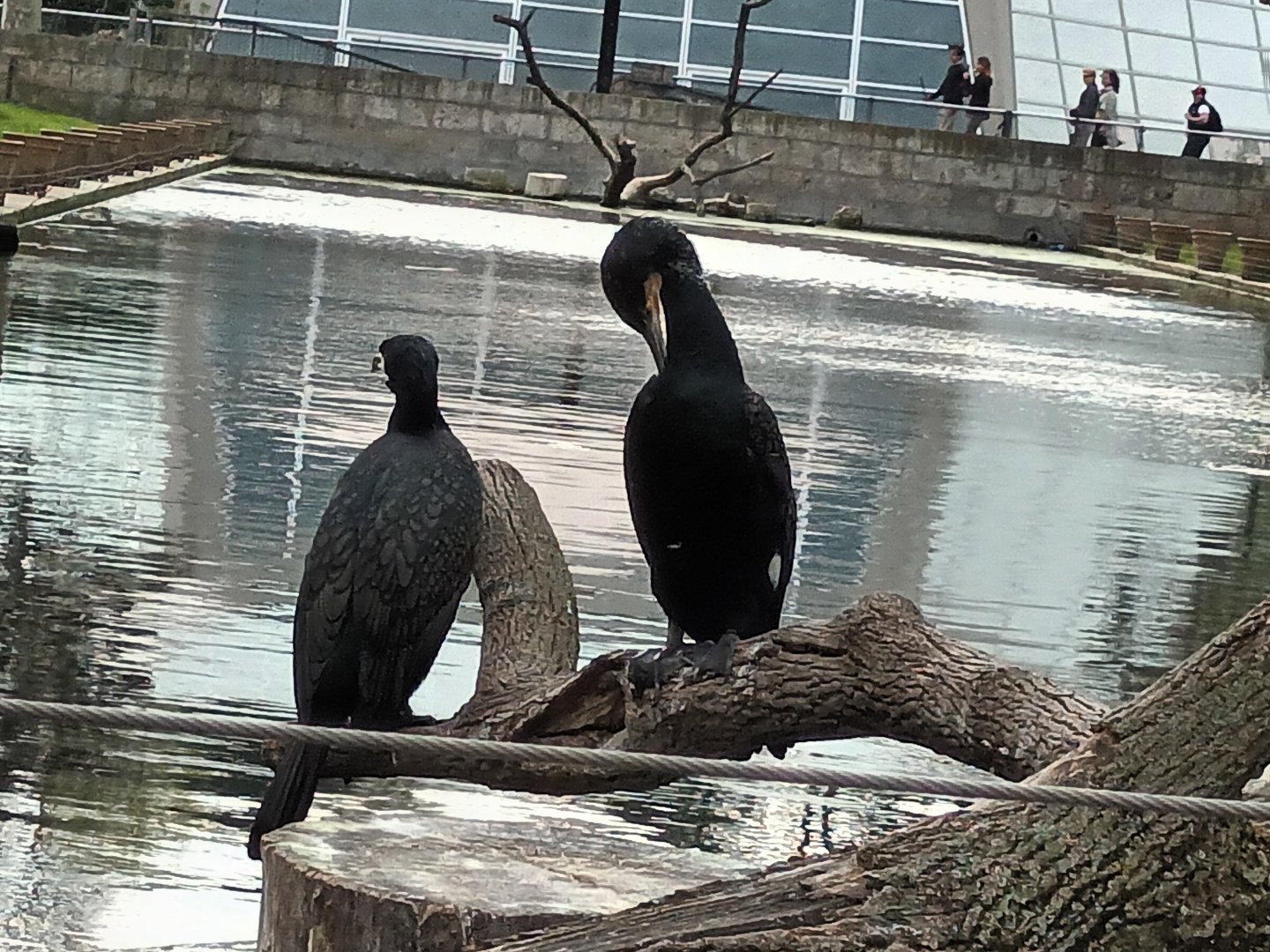 Great Cormorants