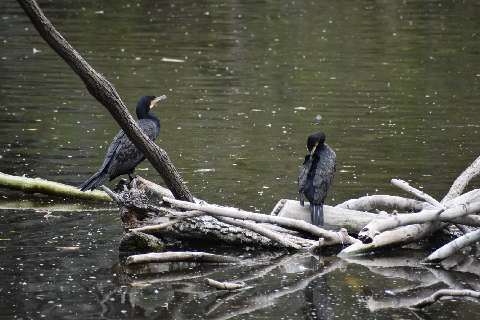 Great cormorants