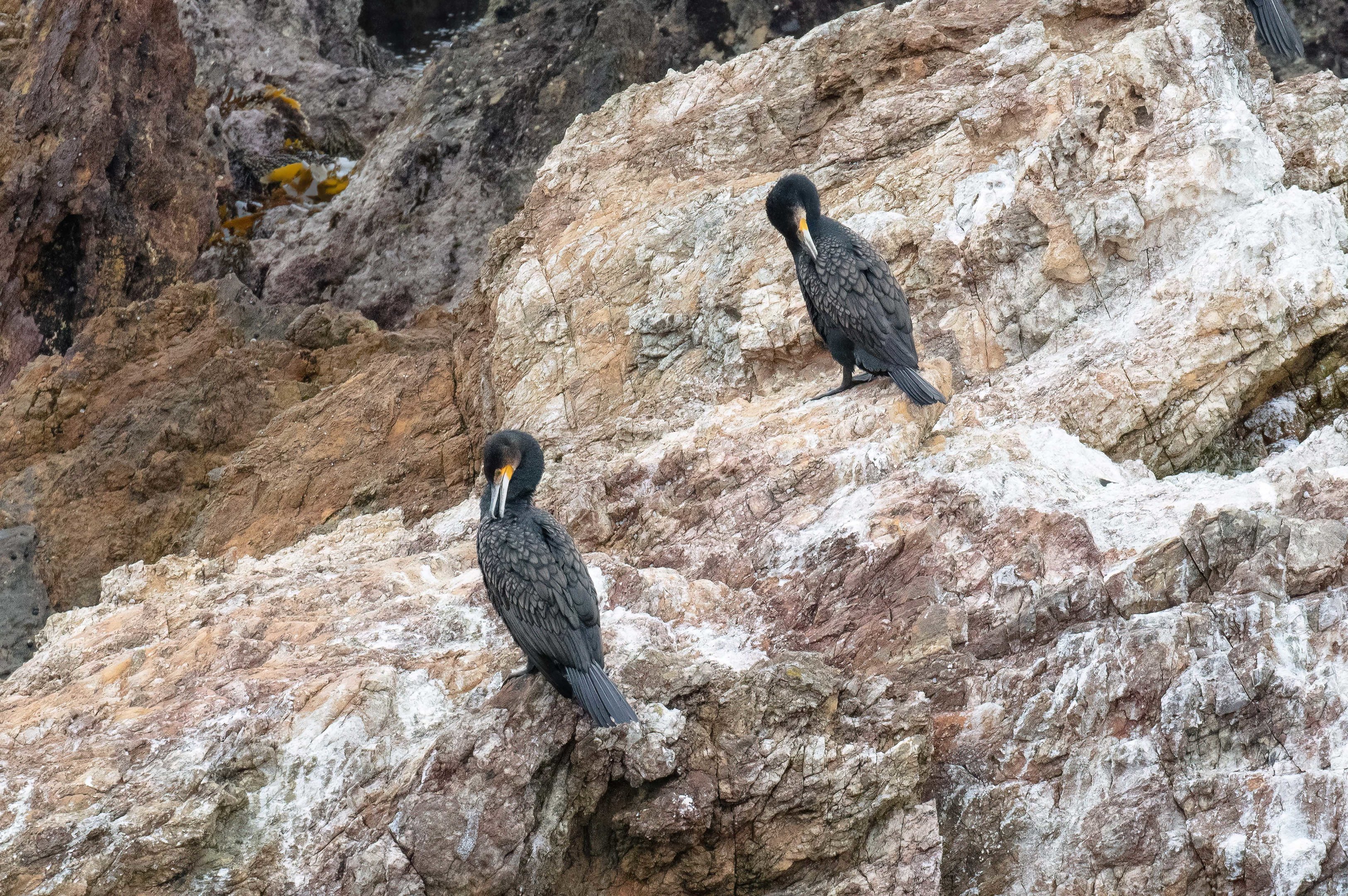 Great Cormorants