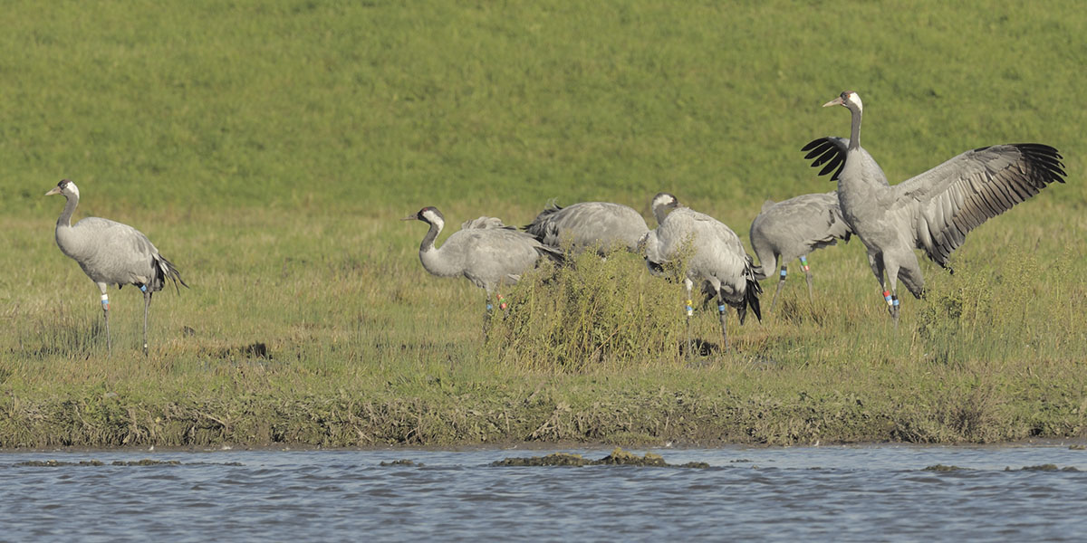 Great Crane Project birds at Slimbridge