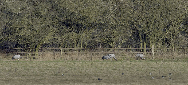Great Crane Project birds revisiting Slimbridge