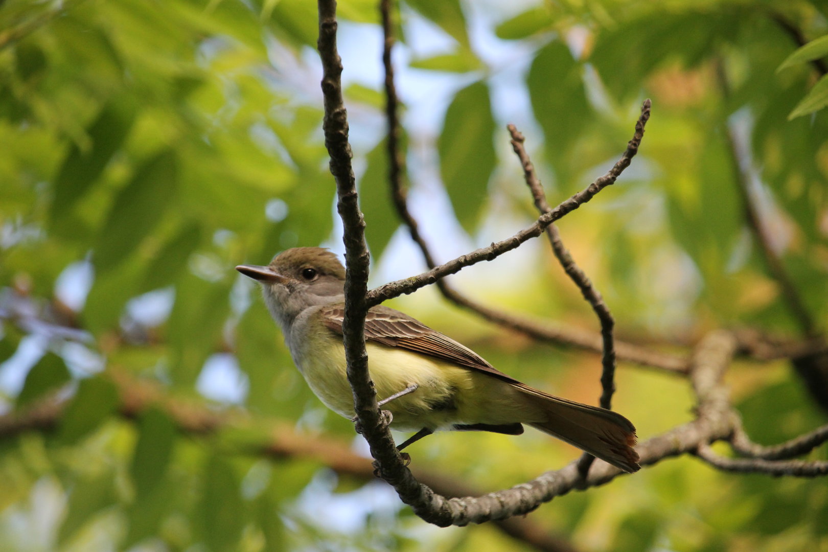 Great Crested Flycatcher (Myiarchus crinitus)