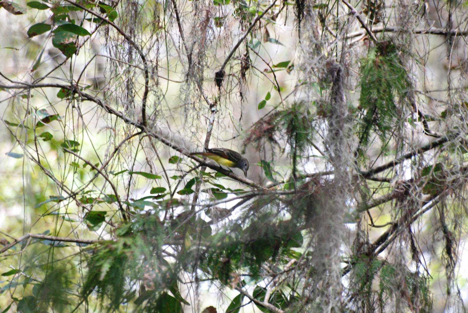 Great Crested Flycatcher, Western Everglades/Big Cypress, October 2013