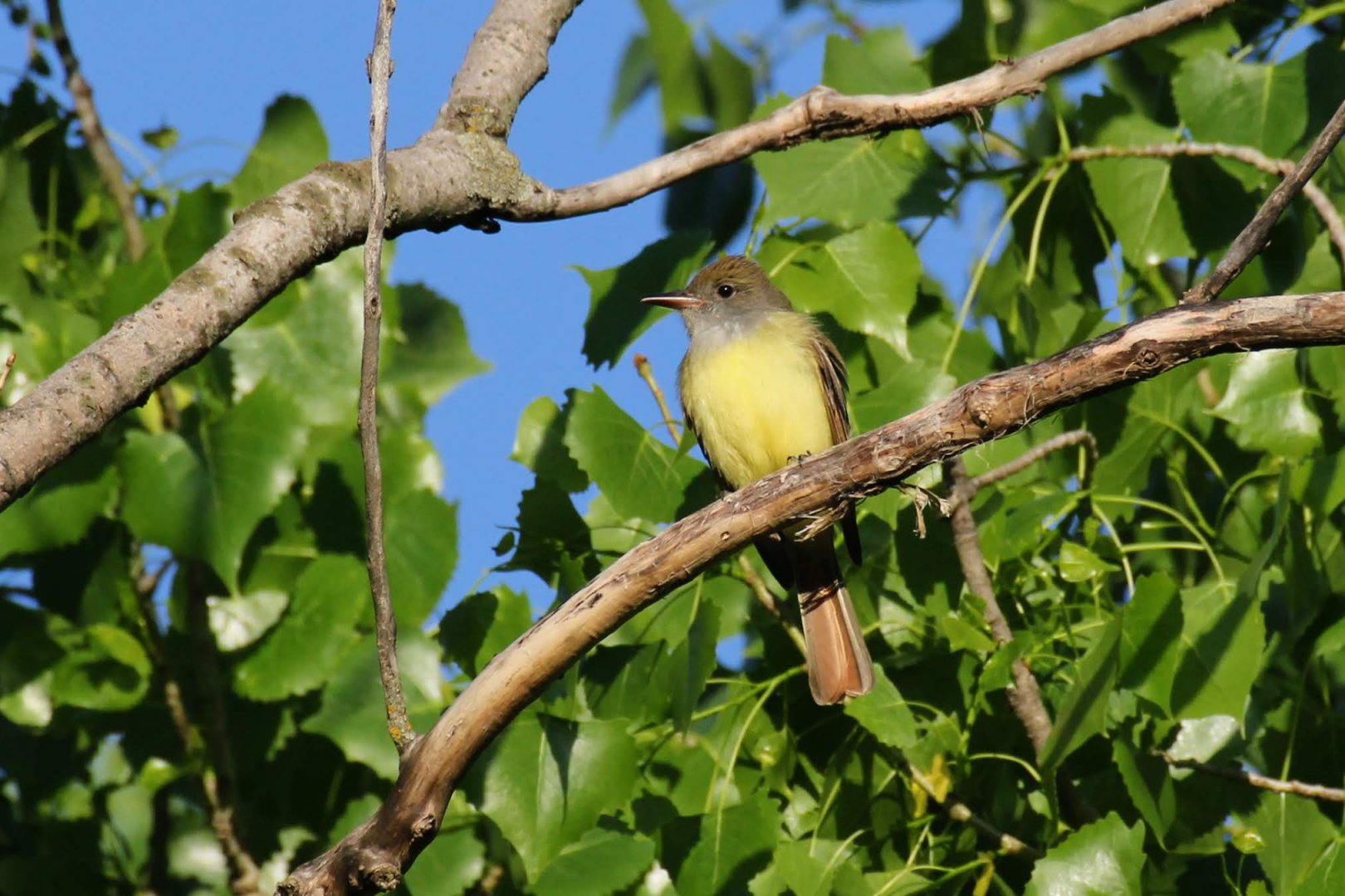 Great Crested Flycatcher
