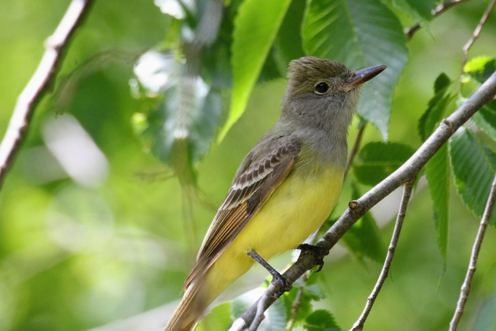 Great Crested Flycatcher