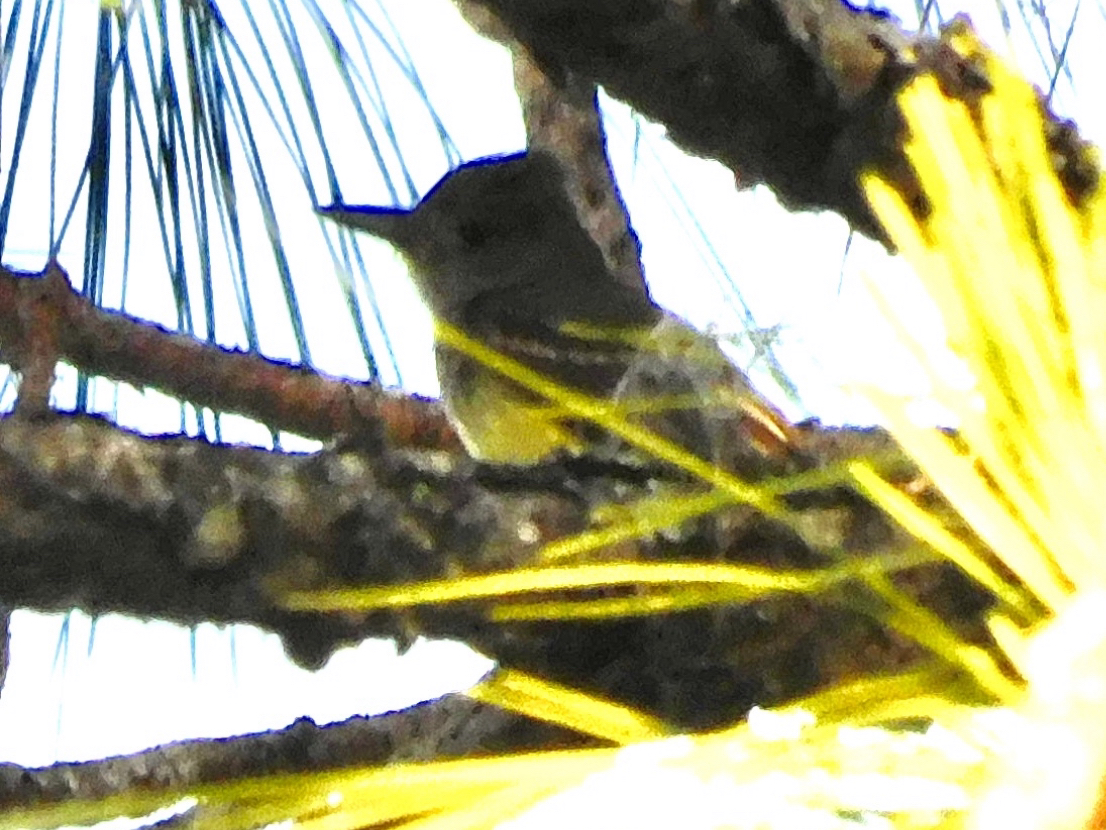 Great crested flycatcher