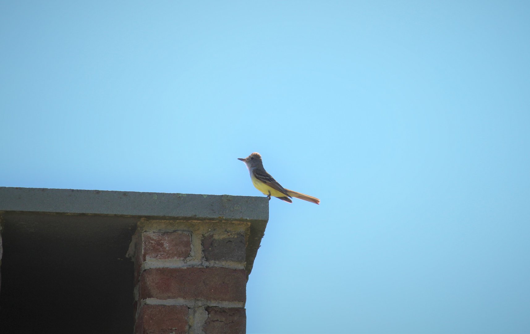 Great Crested Flycatcher