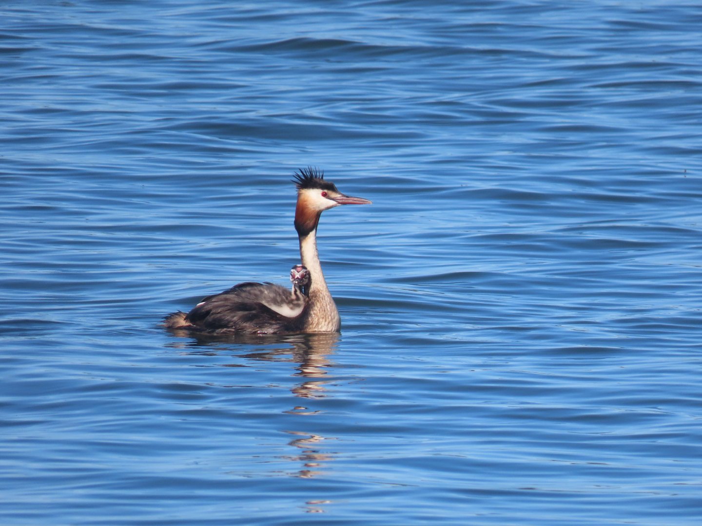 great crested  greab chick taking a boat ride. summer 2021