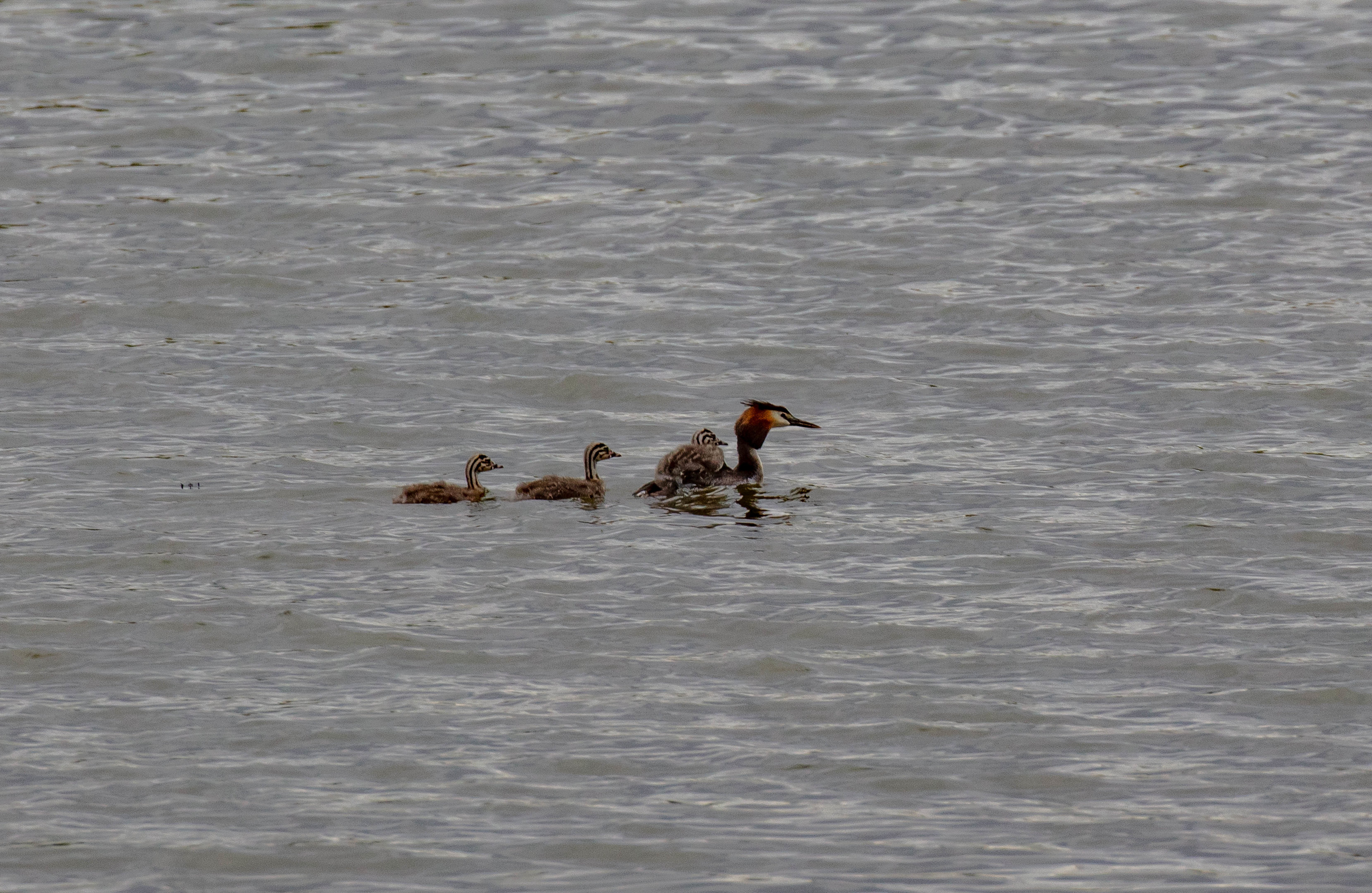 Great Crested Grebe and chicks