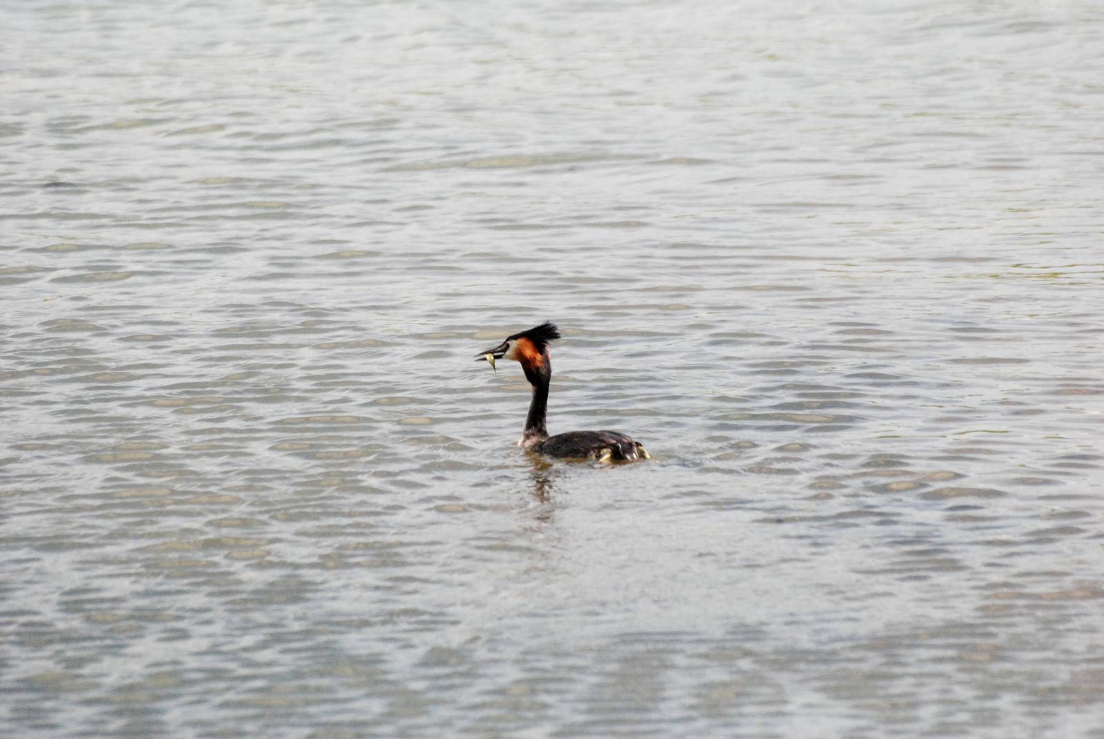 Great Crested Grebe at Carsington, 27/05/13