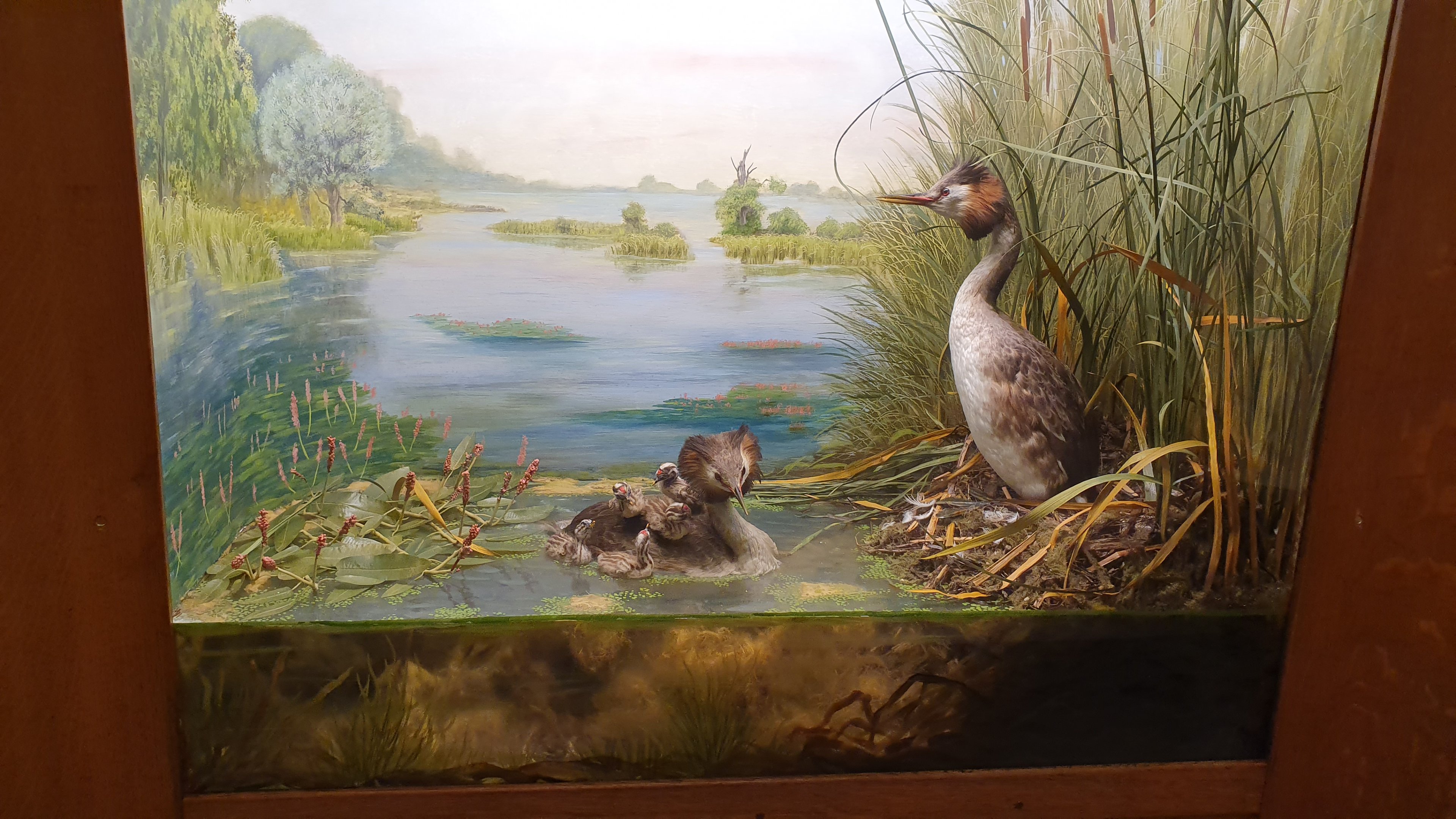 Great Crested Grebe Diorama, Wollaton Hall NHM, 19th July 2021