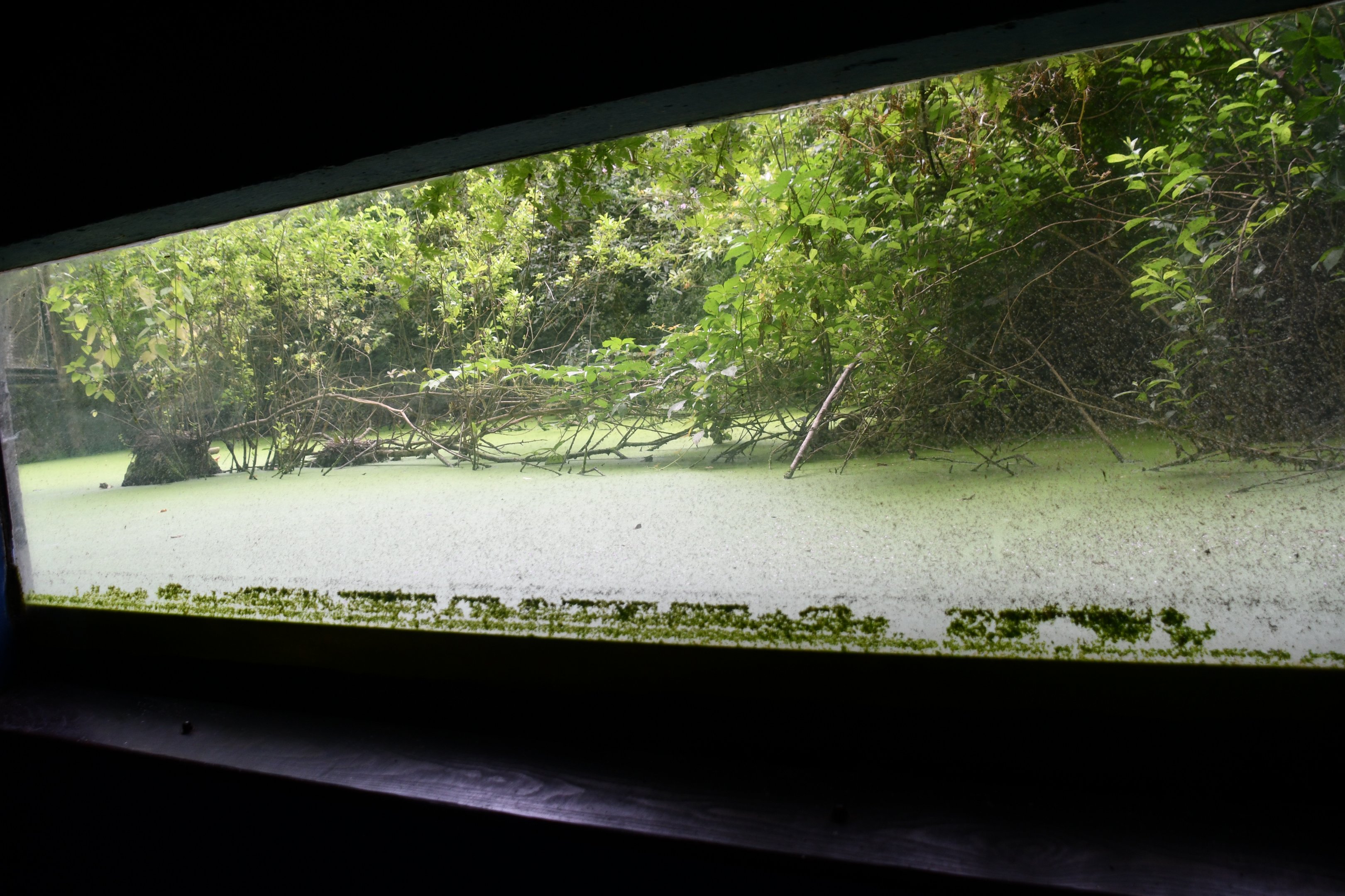 Great Crested Grebe exhibit (one of two)